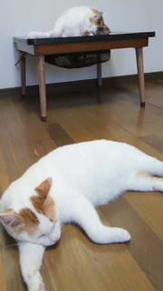 mpkyo.JPG